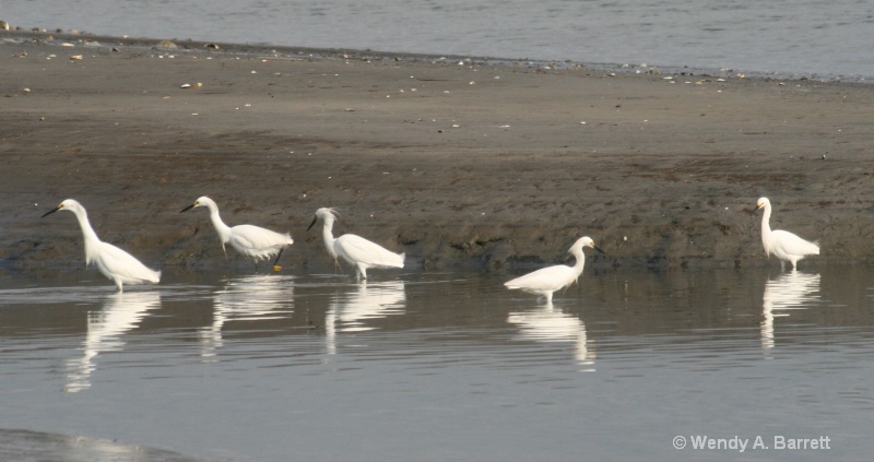 Reflecting Snowy Egrets