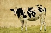 Holstein