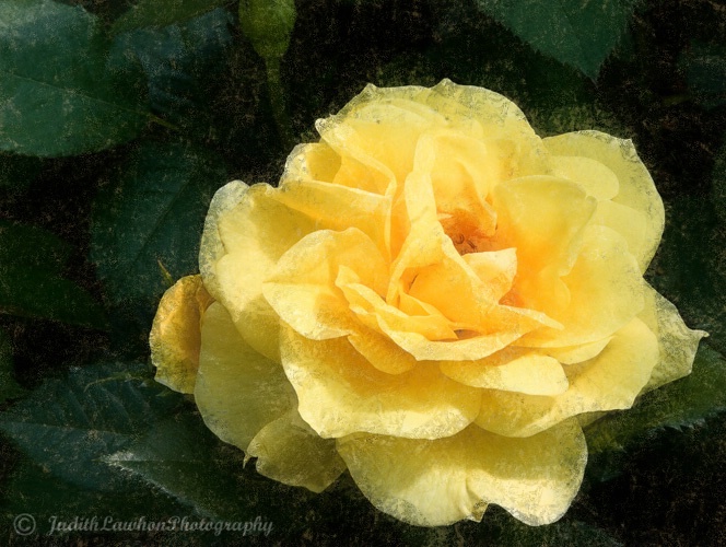 ~ Antiqued yellow rose ~