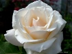 Purity