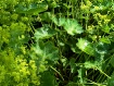 Green/ Wet