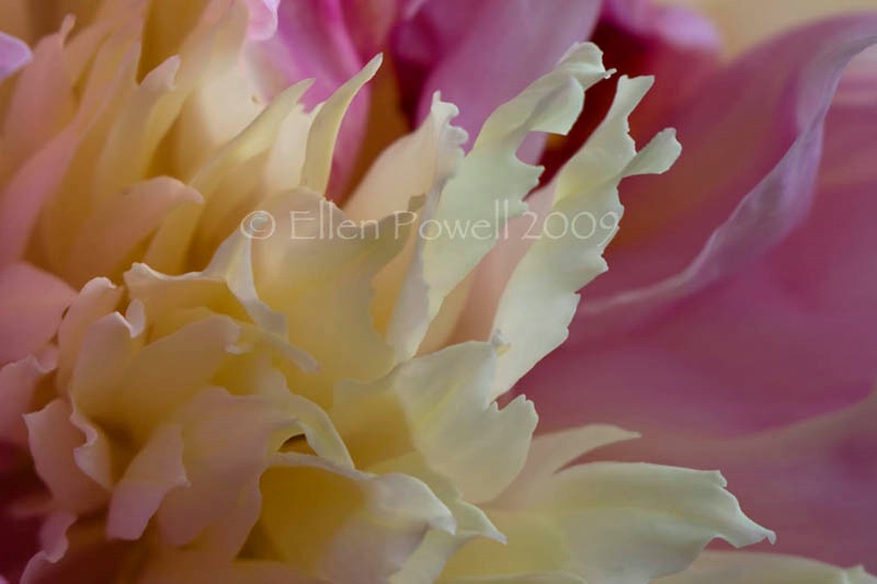 Peony Close Up and Personal