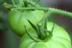 Green Tomatoes