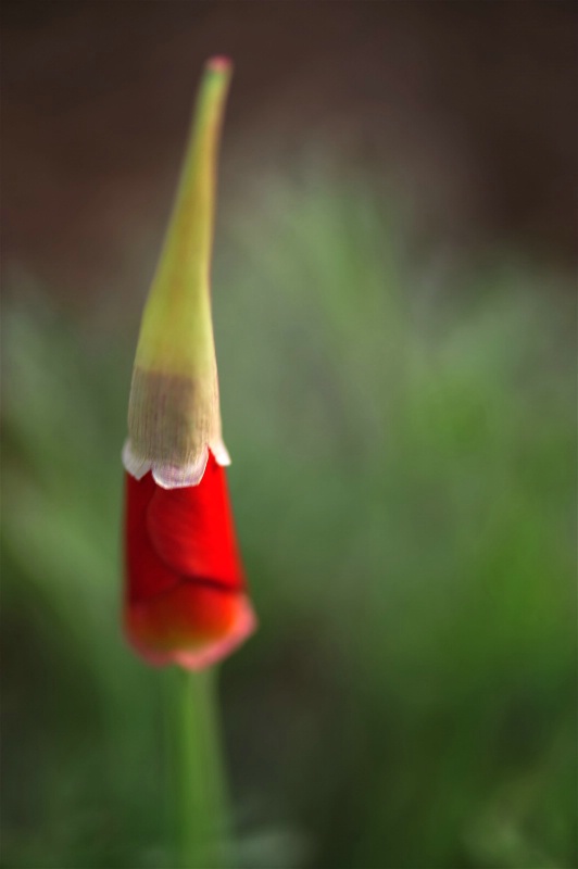 Poppy's Dunce Cap