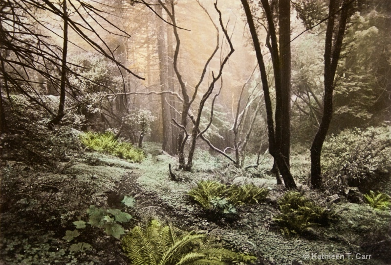 Forest, hand colored