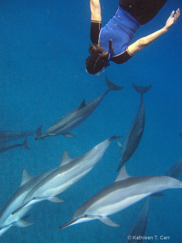 Swimmer with Dolphins