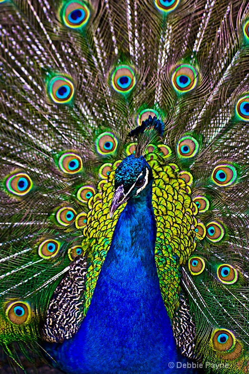 PEACOCK'S HAVE REASON TO BE PROUD!