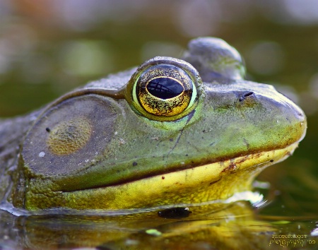 Rana catesbeiana (Bull frog)