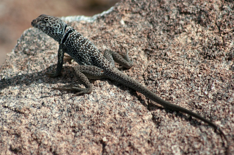 Lizard - ID: 8511936 © Patricia A. Casey