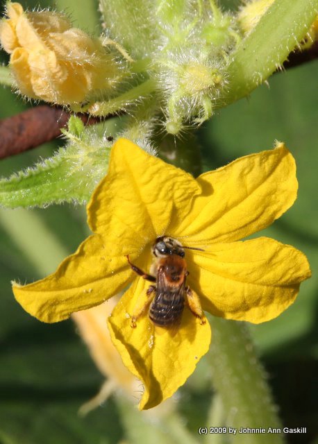 Bee on Cucumber Bloom