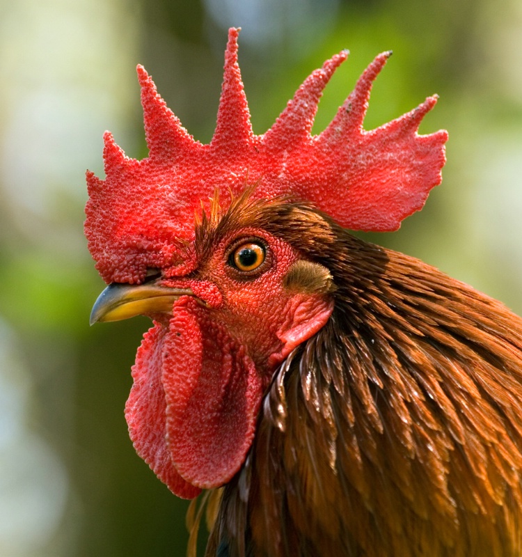 Bantam Rooster Portrait