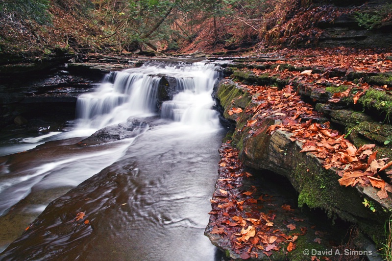 Fallen Leaves