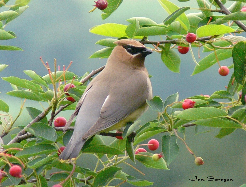 CEDAR WAXWING