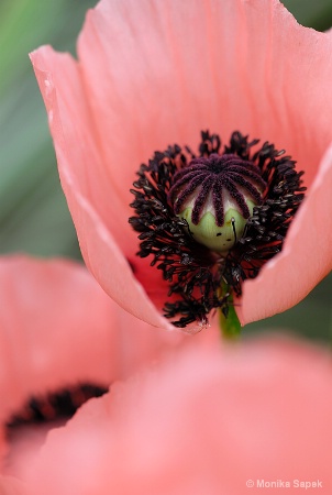 Pale Poppy