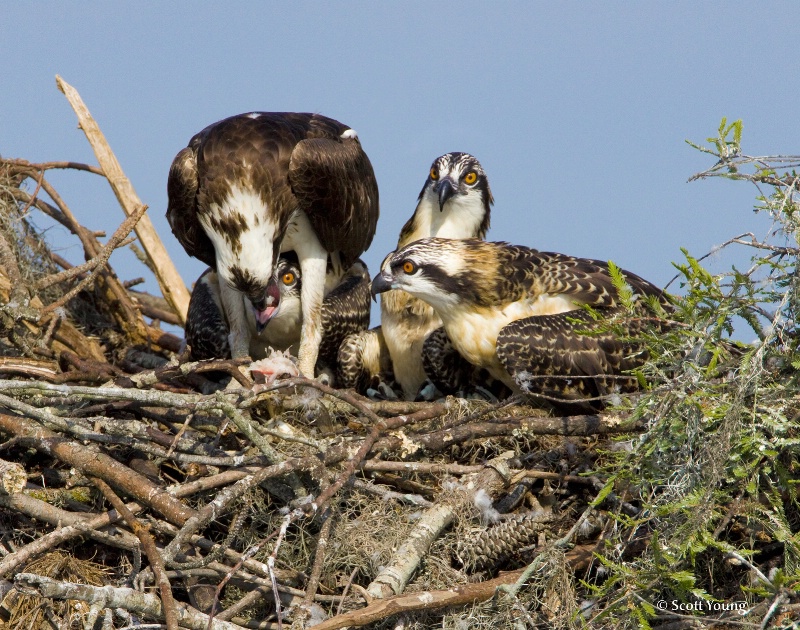 Feeding Time; Lake Marion, SC - ID: 8517797 © Richard S. Young