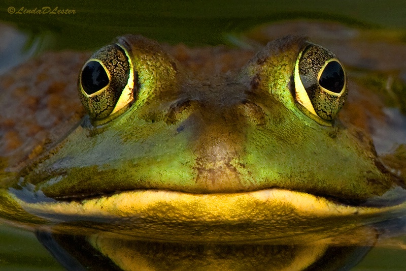 Bull Frog