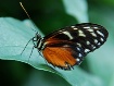 monarch butterfly...