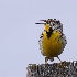 © Donald E. Chamberlain PhotoID# 8518013: Singing Western Meadowlark
