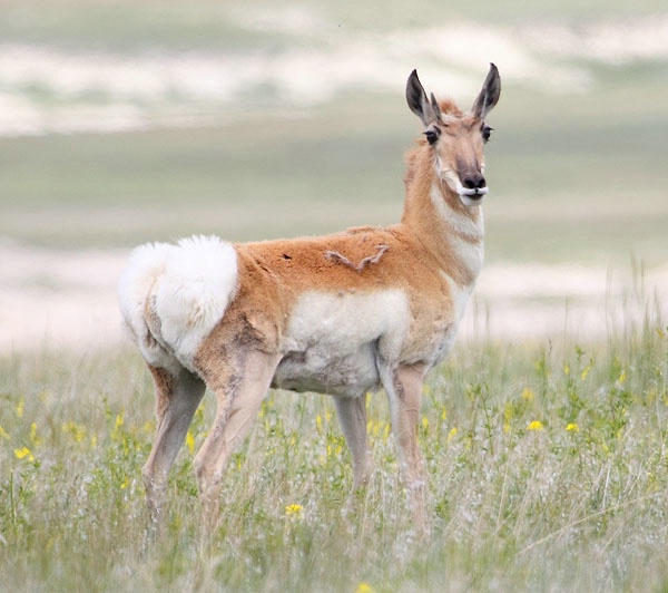 Pronghorn Two 