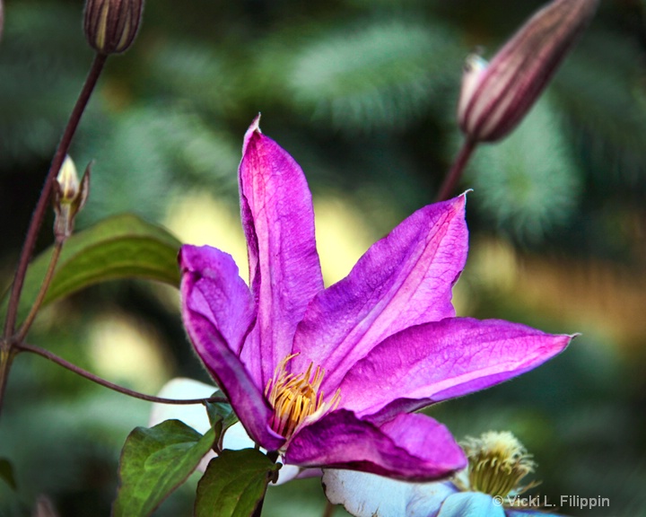 Clematis Perfection