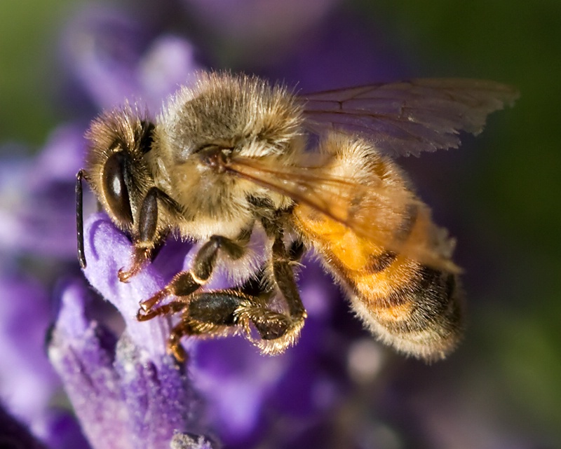 Workin Hard for the Honey - ID: 8518220 © Michael Kelly