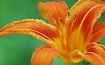 Tiger Lily