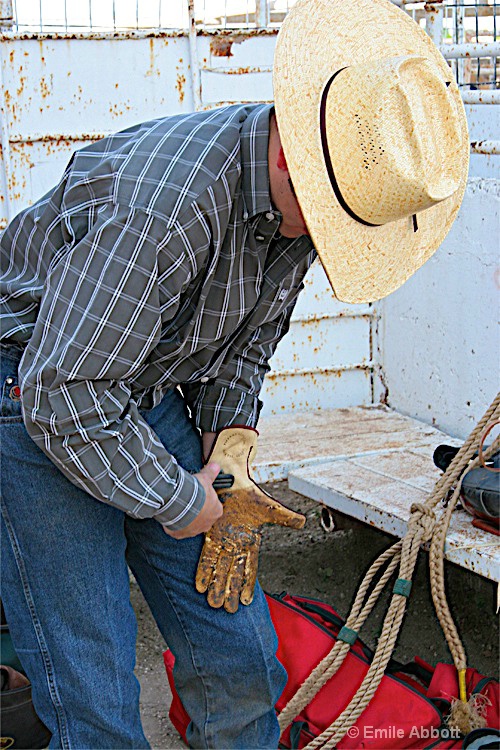 Preparing the glove - ID: 8519294 © Emile Abbott