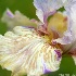 © Ron Livingston PhotoID # 8520062: Iris Love Affair