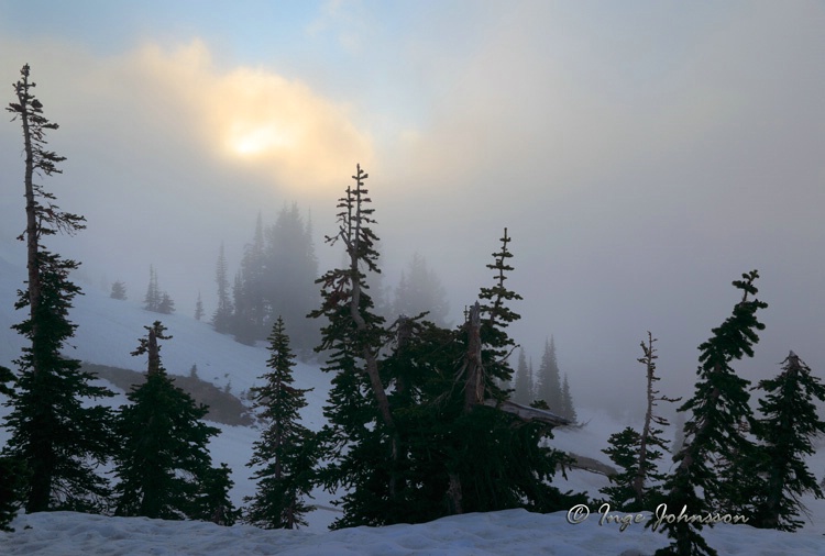 Fog over Summerland (Mount Rainier)