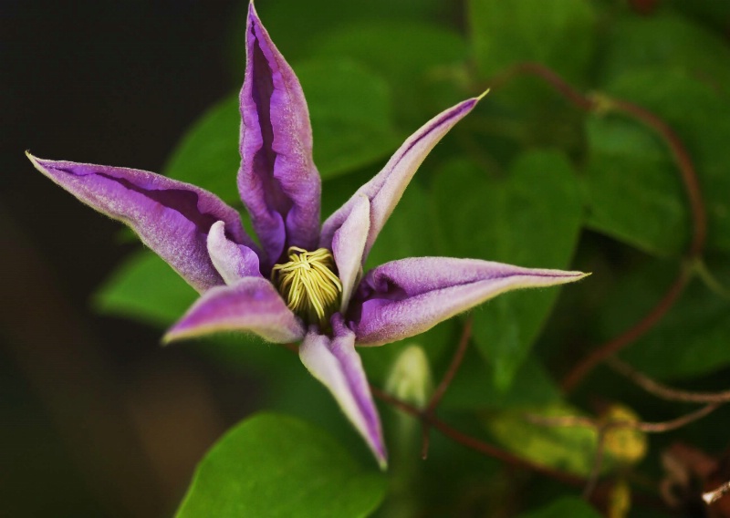 A Purple Star