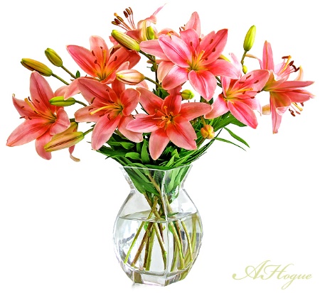 Lilies