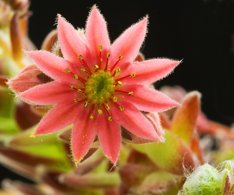 Sempervivum tectorum