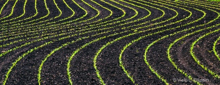 Corn...Rows???