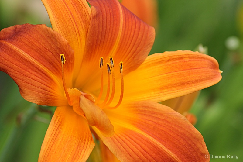 My Day Lily