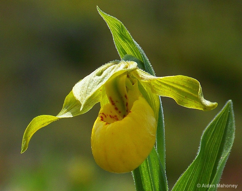 'Lady Slipper Orchid