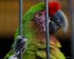 Military Macaw