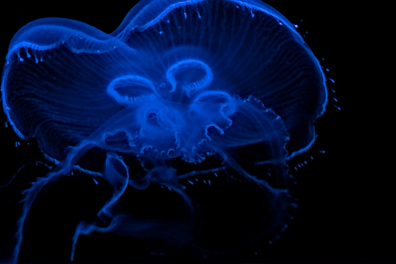 Black LIght and Jellyfish