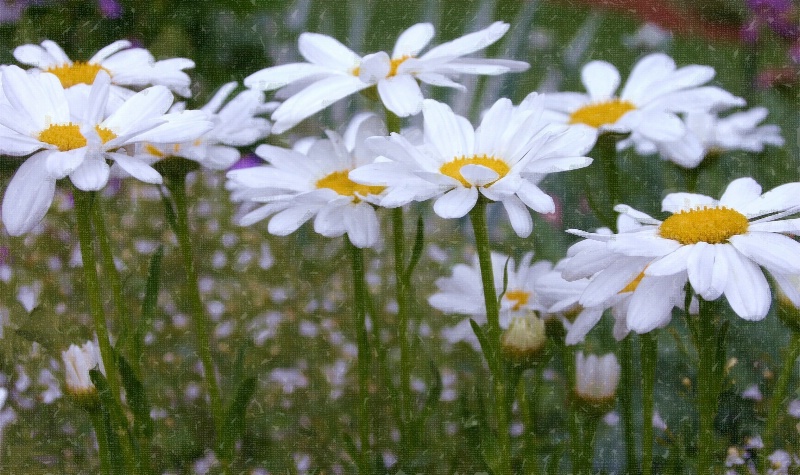 Daisies in Burlap