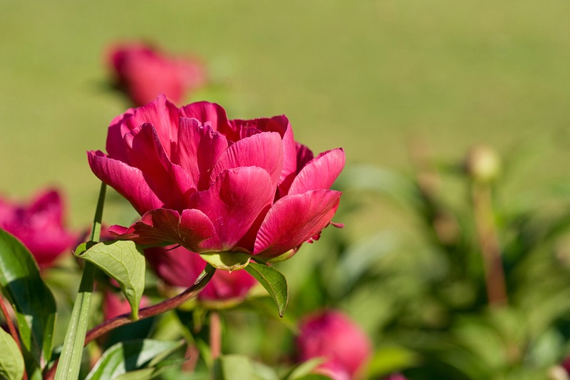 Peonies In The Park