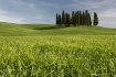 Tuscan Fields