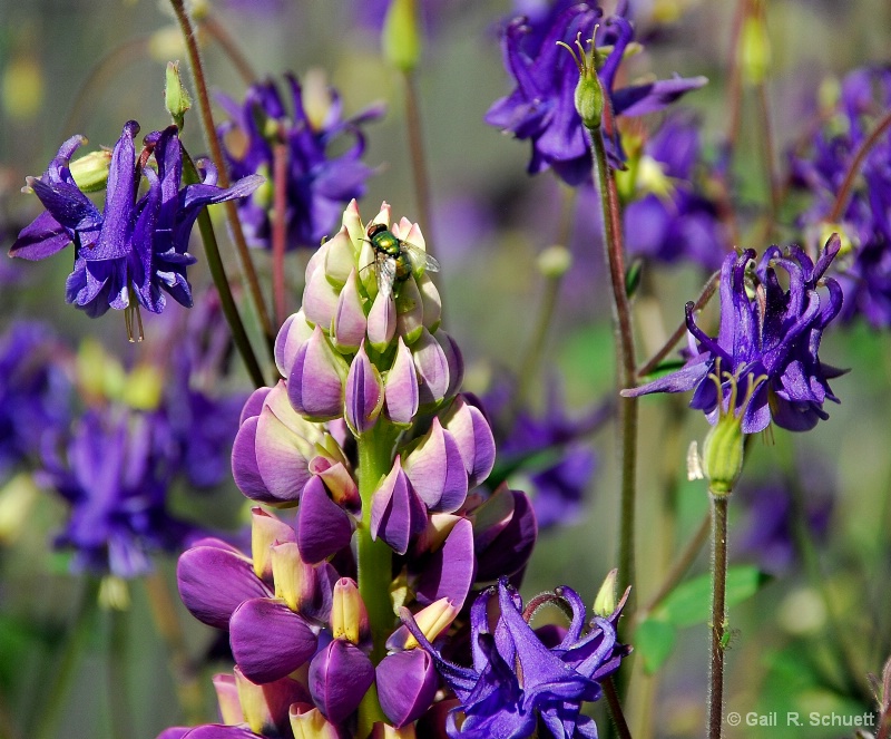 Fly'n Lupin