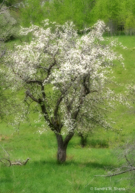 Apple tree dreamscape - ID: 8529254 © Sandra M. Shenk