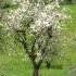 © Sandra M. Shenk PhotoID # 8529254: Apple tree dreamscape