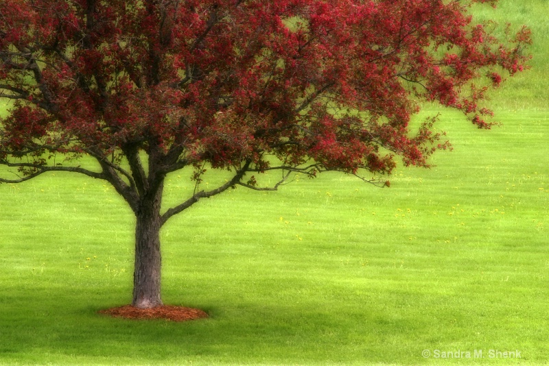 Red tree dreamscape - ID: 8529256 © Sandra M. Shenk