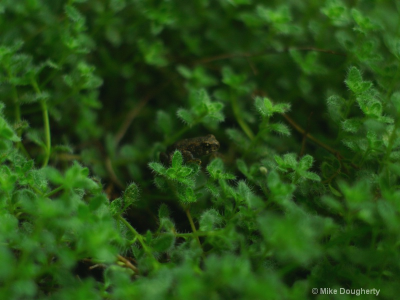 Baby frog in Creeping Thyme