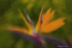 Bird of Paradise
