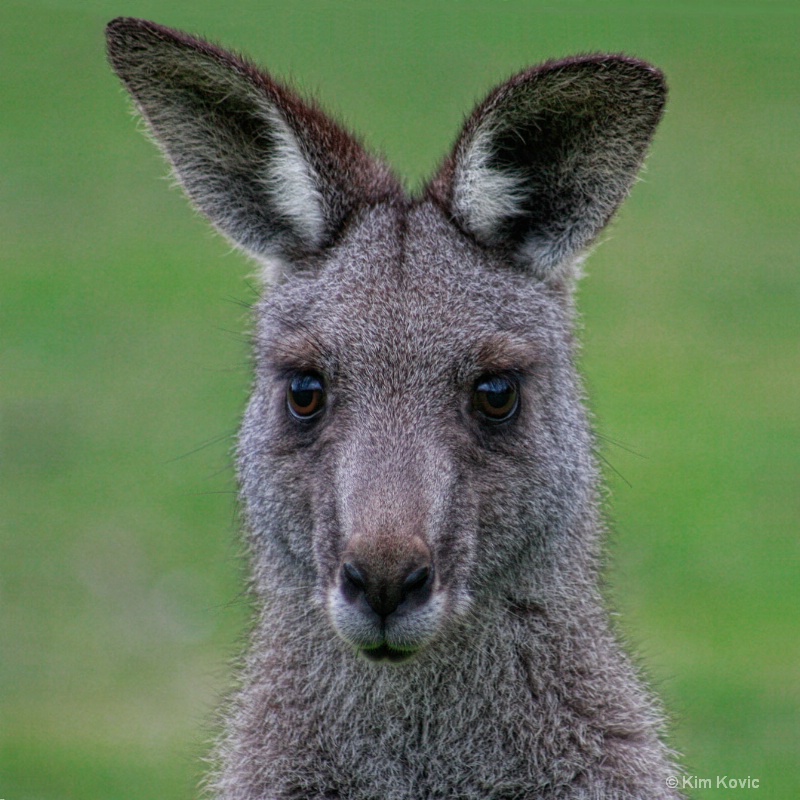 Kangaroo Portrait