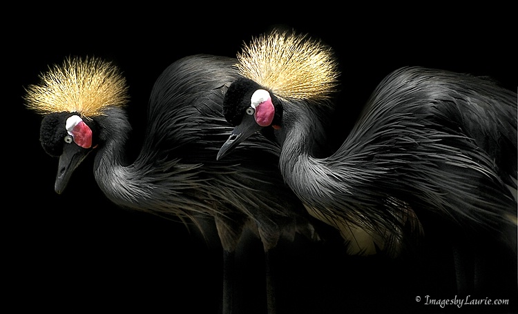 A Pair of Crown Cranes