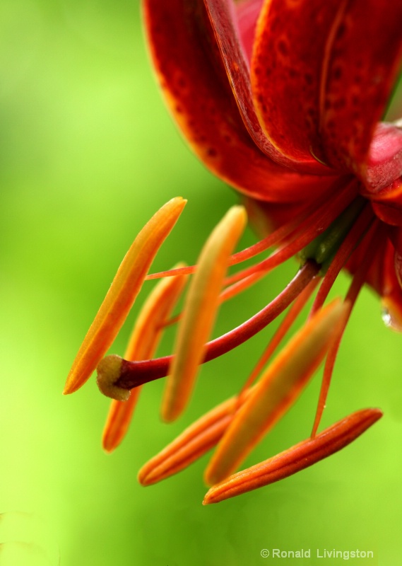 Oriental Lily - ID: 8532461 © Ron Livingston