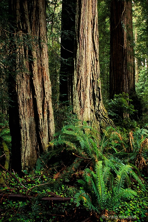 Redwood and Ferns